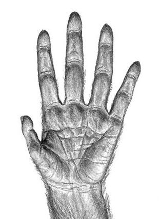 Artist rendition of what an Ar. ramidus hand looked like.